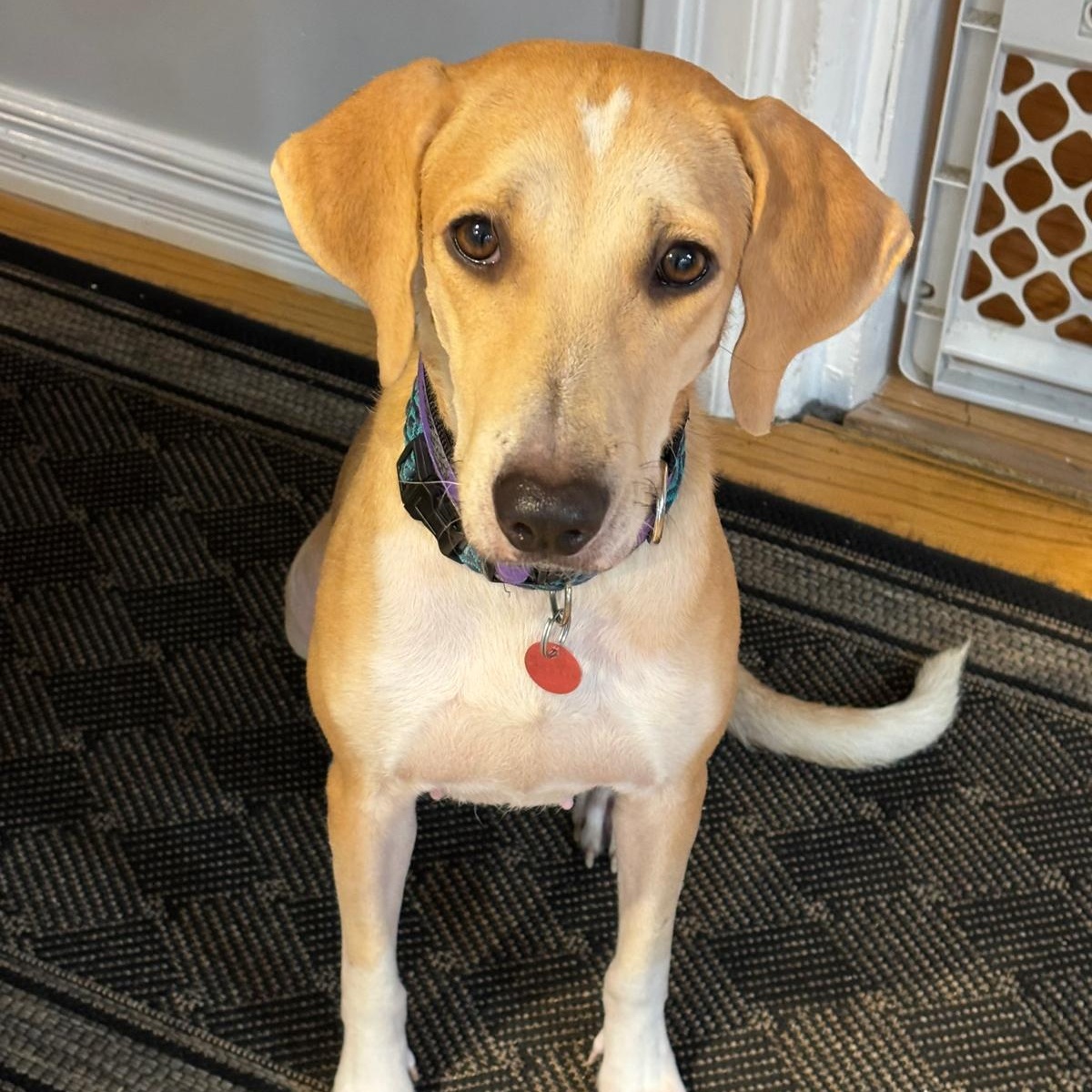 Enlarge Lexy, a Adoptable mixed breed in Williamsburg, ON image 4/6