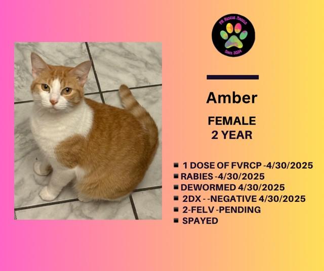 Amber, Adoptable, Young Female Tabby.