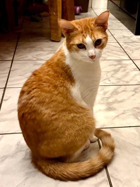 Enlarge Amber, a Adoptable mixed breed in Huntington, NY image 2/3