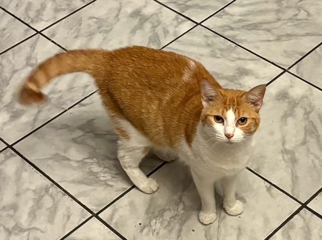 Amber, Adoptable, Young Female Tabby.