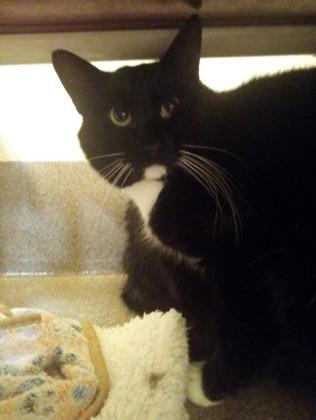 Joe, Adoptable, Young Male Domestic Short Hair & Domestic Short Hair.