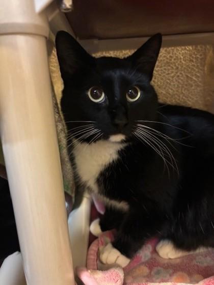 Joe, Adoptable, Young Male Domestic Short Hair & Domestic Short Hair.