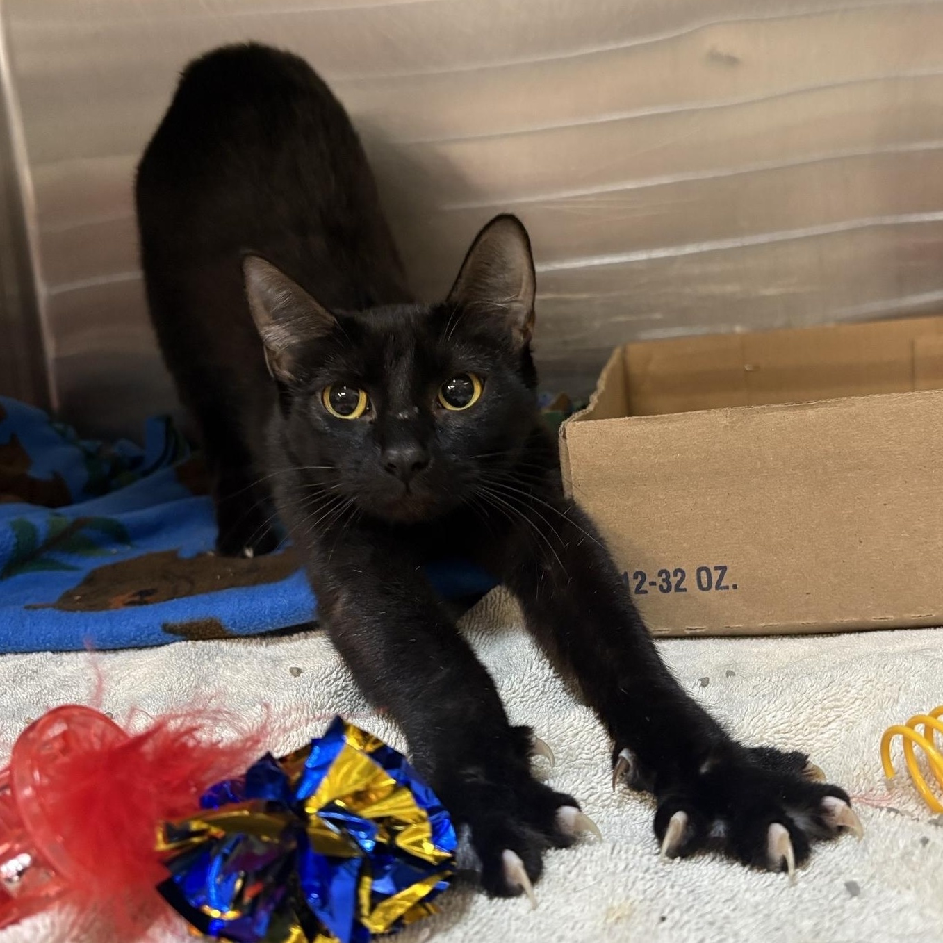 Enlarge April , an adopted Domestic Short Hair in Saint Charles, MO image 1/1