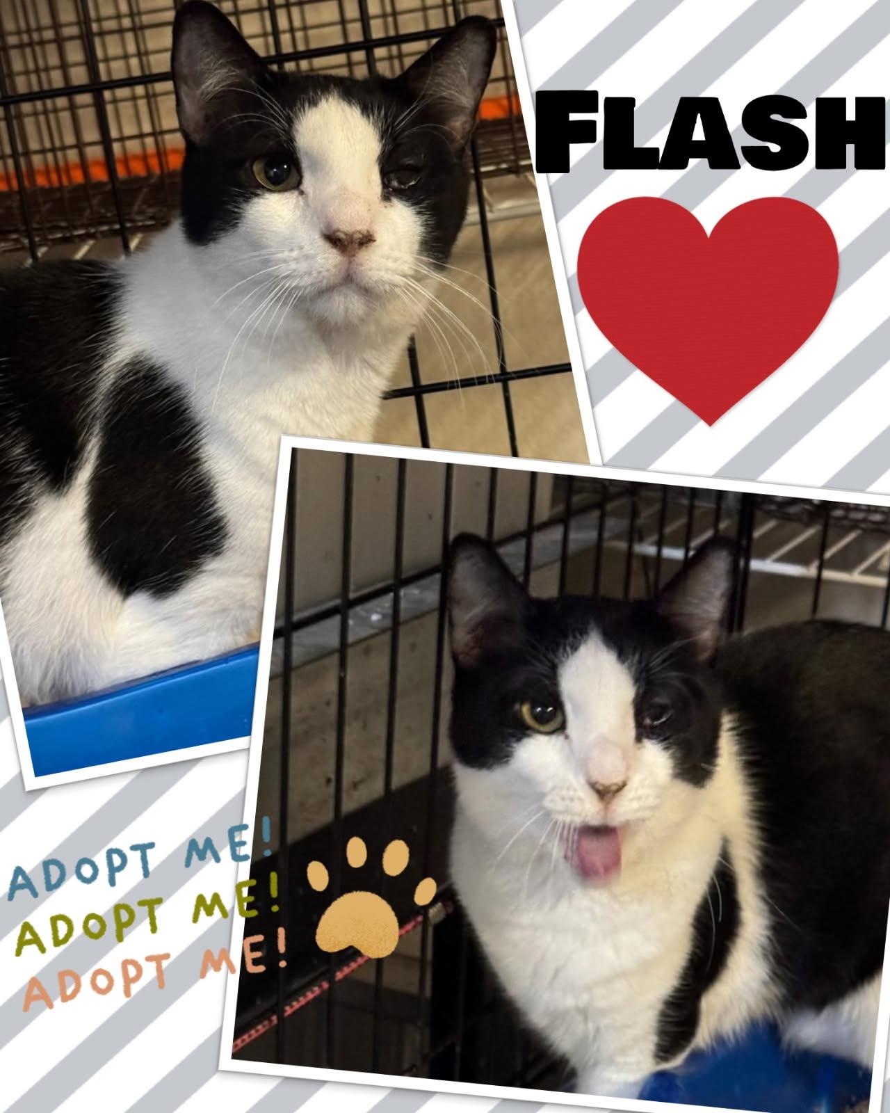 Enlarge Flash - Courtesy Post, a Adoptable Domestic Short Hair in Fort Worth, TX image 1/1