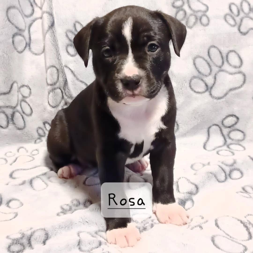 Rosa, Adopted, Puppy Female Mixed Breed.