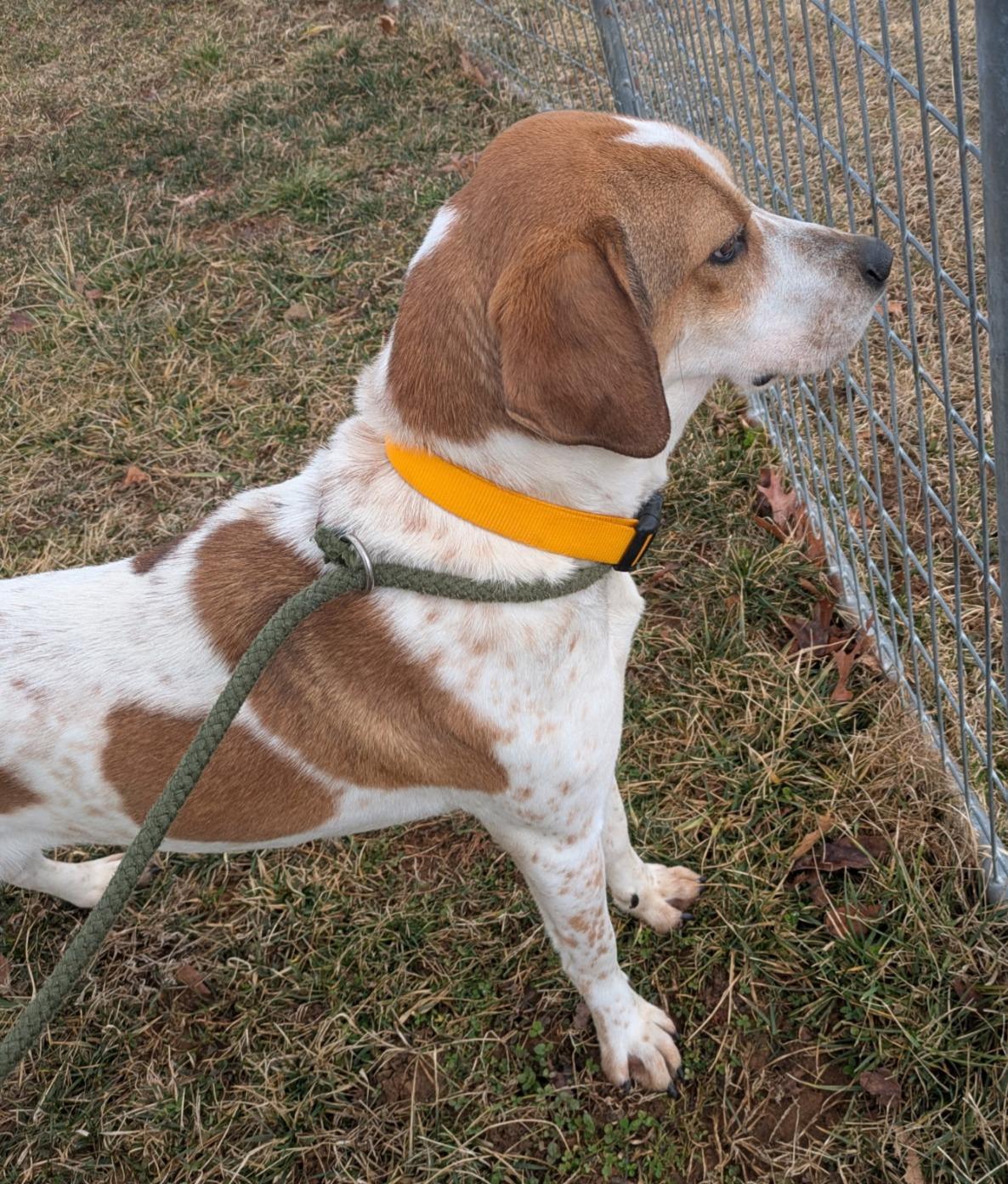Enlarge Maggie, a ADOPTABLE Hound in Lexington, MA image 2/3