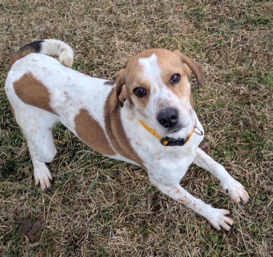 Enlarge Maggie, a ADOPTABLE Hound in Lexington, MA image 1/3