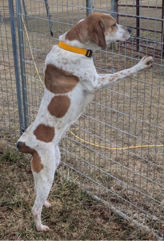 Enlarge Maggie, a ADOPTABLE Hound in Lexington, MA image 3/3