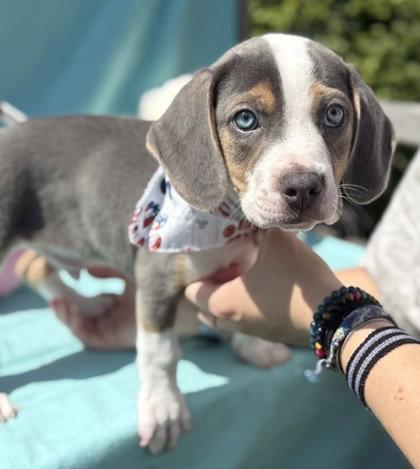 Van Gogh, Adoptable, Young Male Pit Bull Terrier.