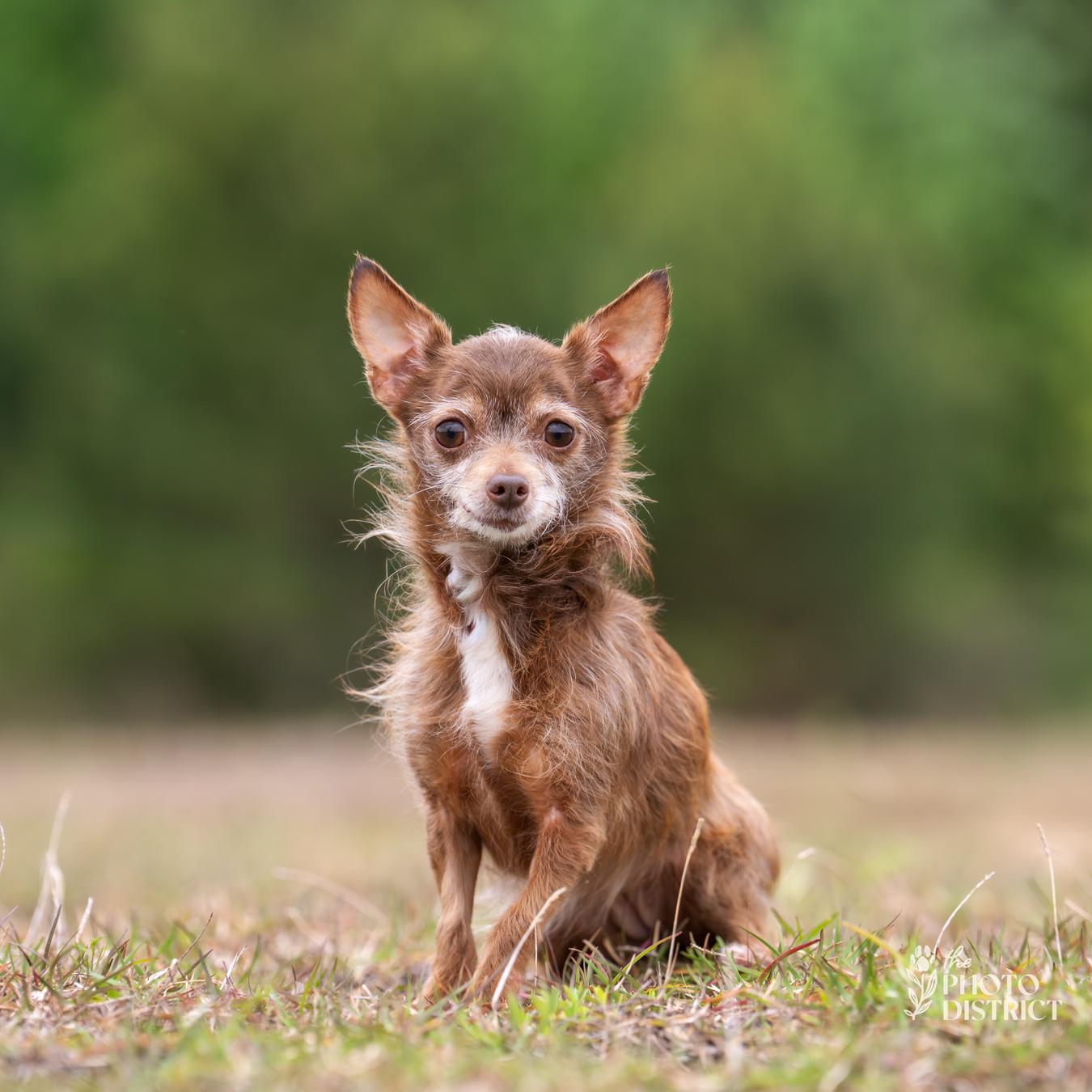 Enlarge Mika, a Adoptable mixed breed in Winnabow, NC image 2/6