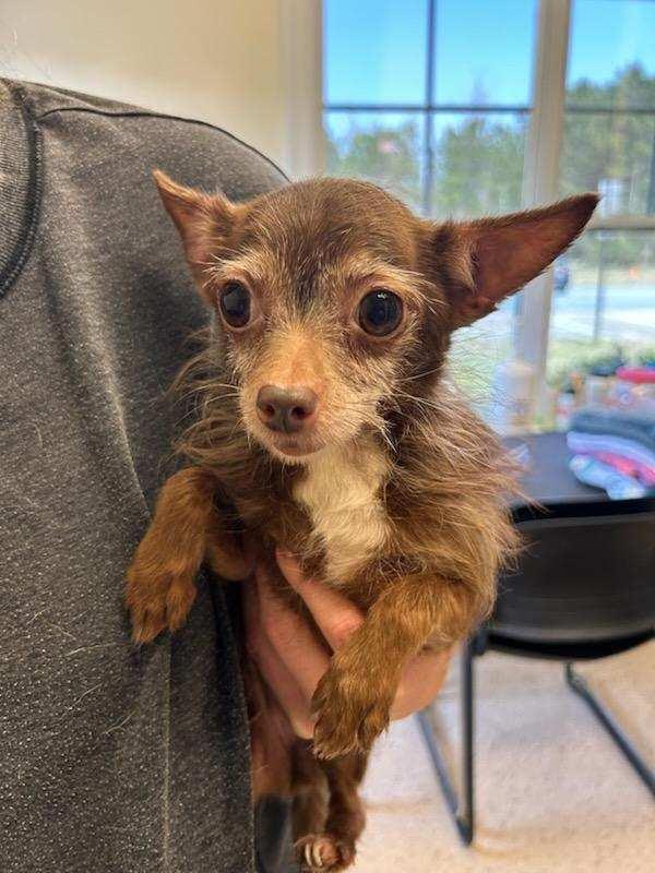 Enlarge Mika, a Adoptable mixed breed in Winnabow, NC image 2/4