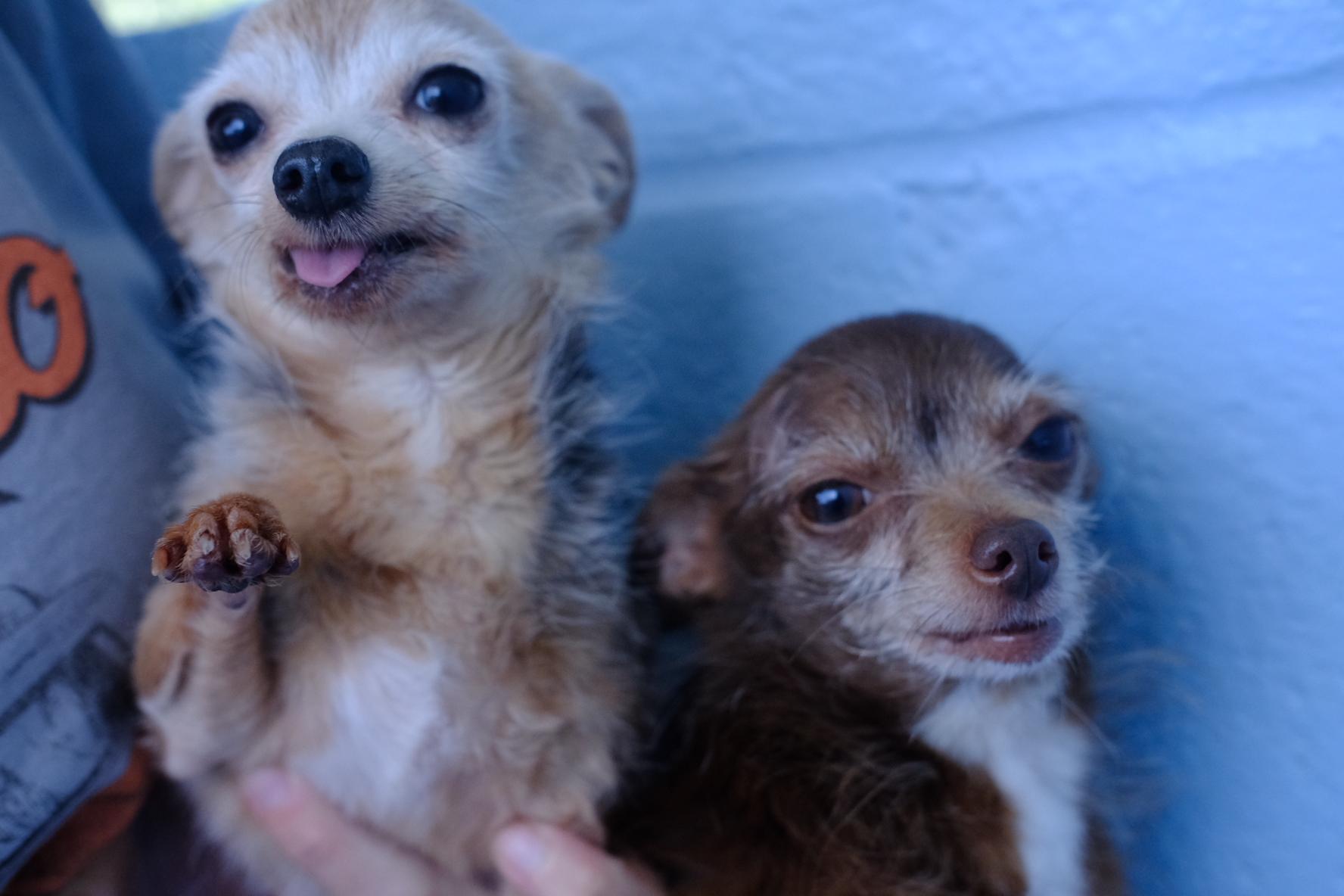 Enlarge Mika, a Adoptable mixed breed in Winnabow, NC image 3/4