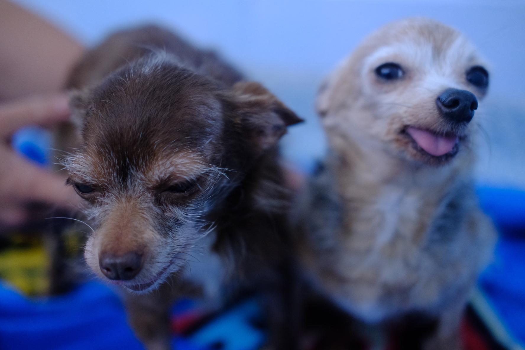 Enlarge Mika, a Adoptable mixed breed in Winnabow, NC image 4/4