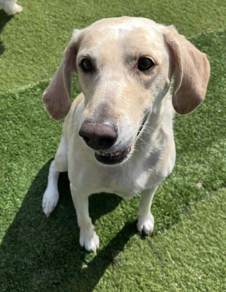 Enlarge Gracie, an adoption pending mixed breed in Ajax, ON image 3/4