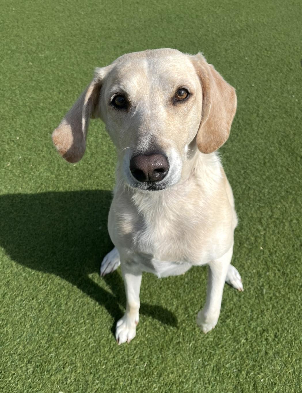 Enlarge Gracie, an adoption pending mixed breed in Ajax, ON image 4/4