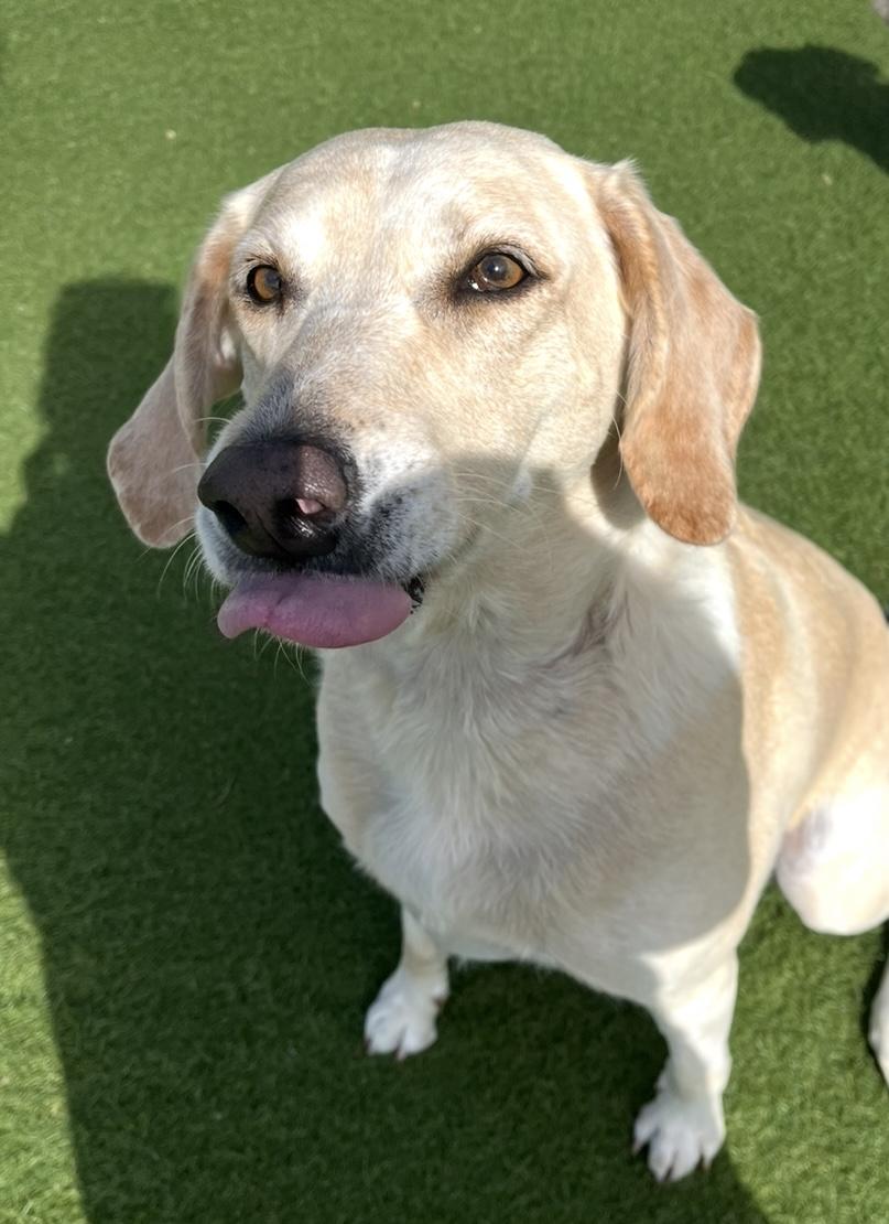 Enlarge Gracie, an adoption pending mixed breed in Ajax, ON image 1/4