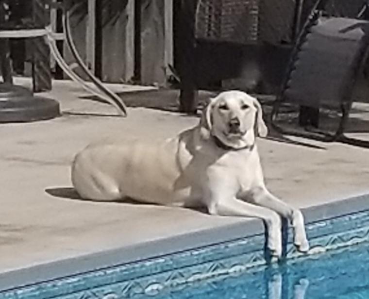 Enlarge Gracie, an adoption pending mixed breed in Ajax, ON image 2/4