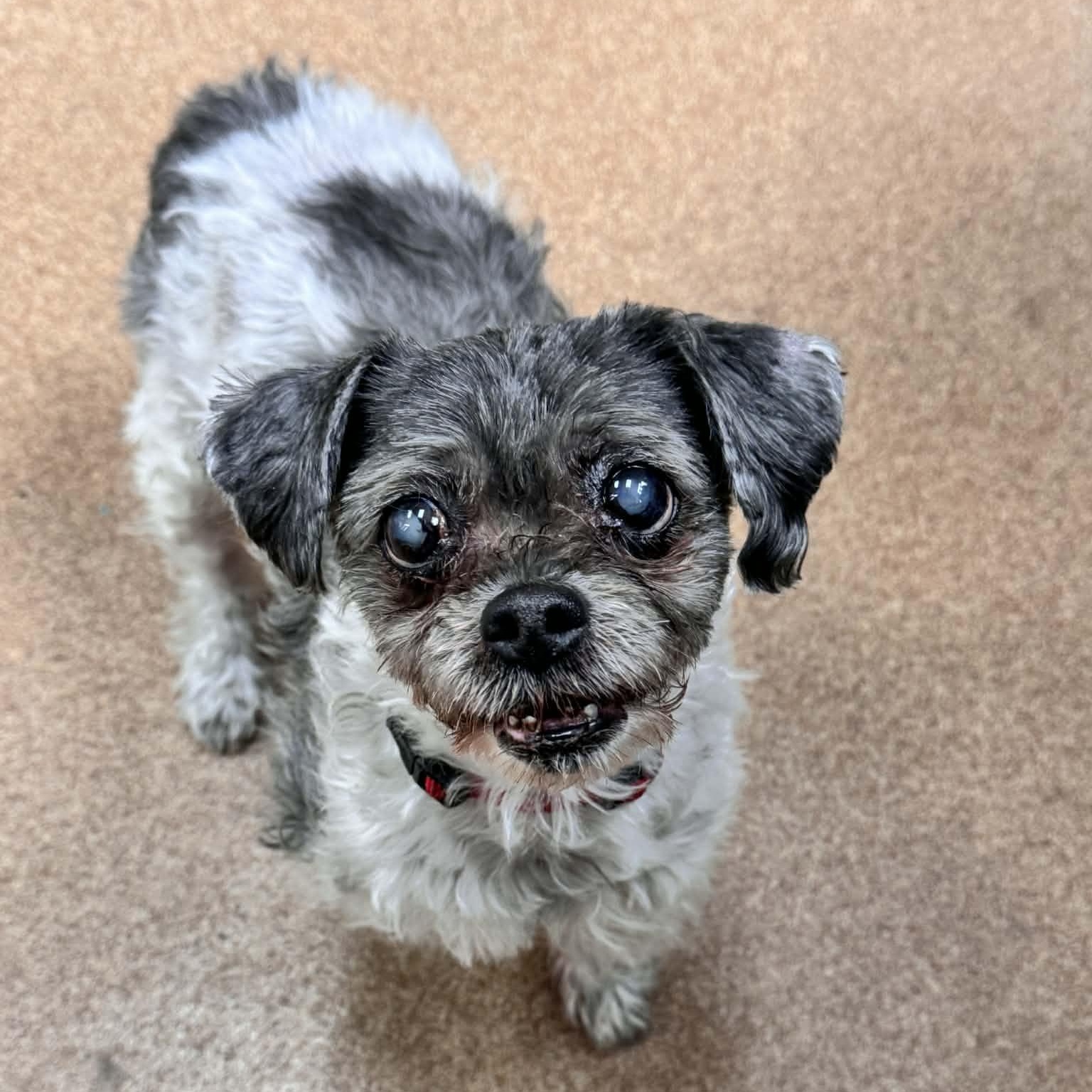 Mona Lisa, adopted, Senior Female Shih Tzu.