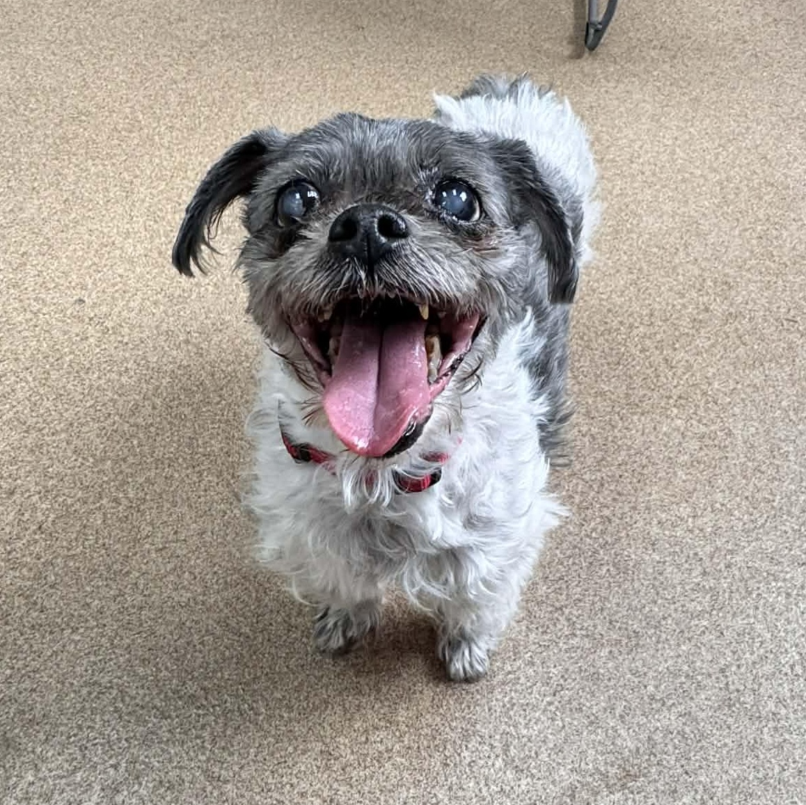 Enlarge Mona Lisa, an adopted Shih Tzu in Waterloo, IA image 3/3