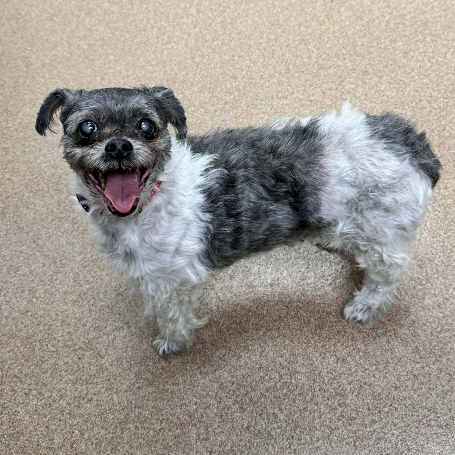 Enlarge Mona Lisa, an adopted Shih Tzu in Waterloo, IA image 2/3