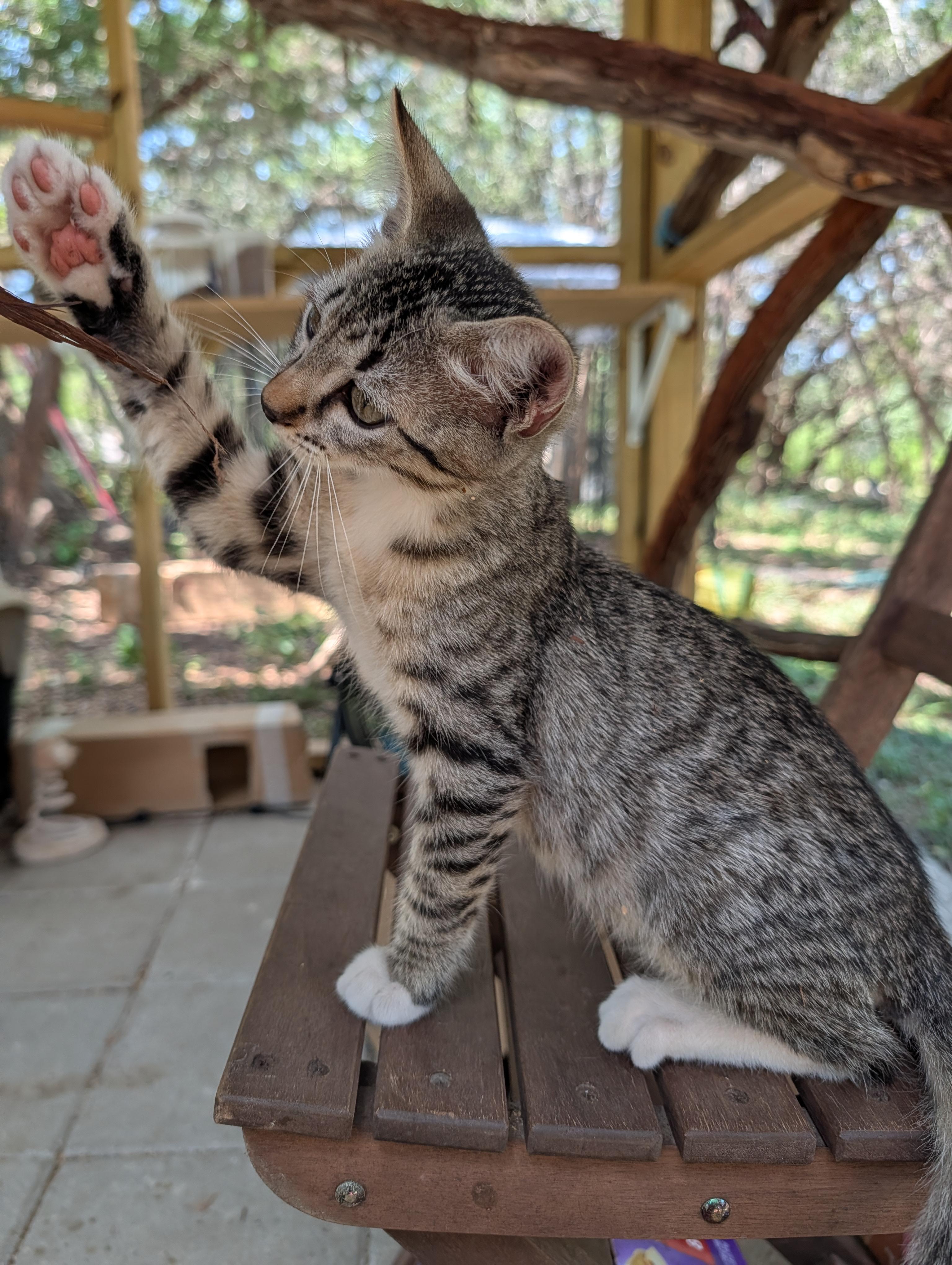 Flyball, adopted, Kitten Male Domestic Short Hair.