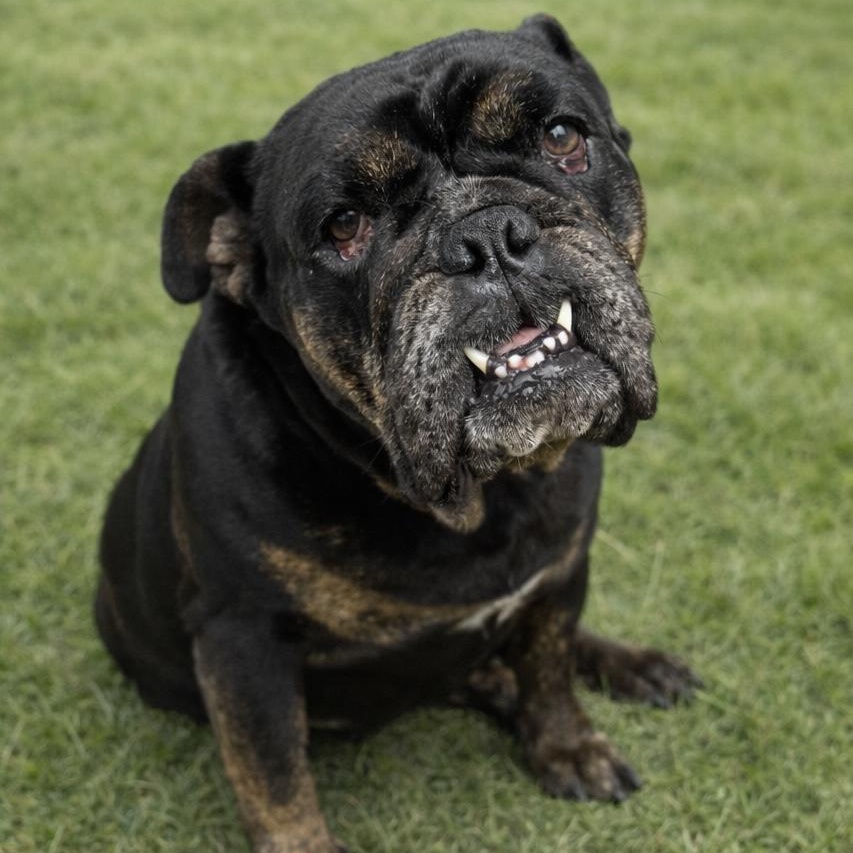 Mochi the Meatball, Adoptable, Adult Female English Bulldog.