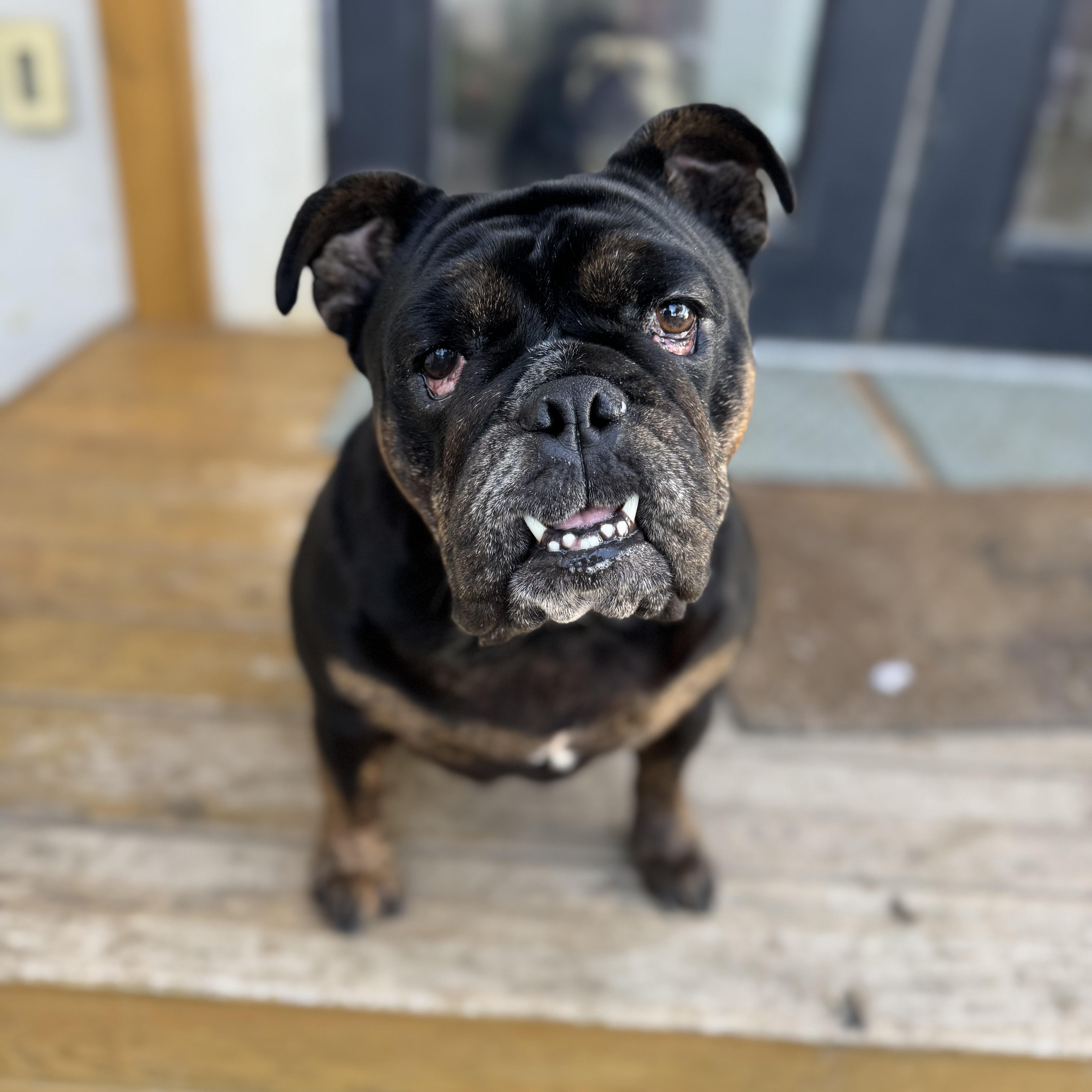 Mochi the Meatball, a Adoptable English Bulldog in Torrance, CA image 1/6