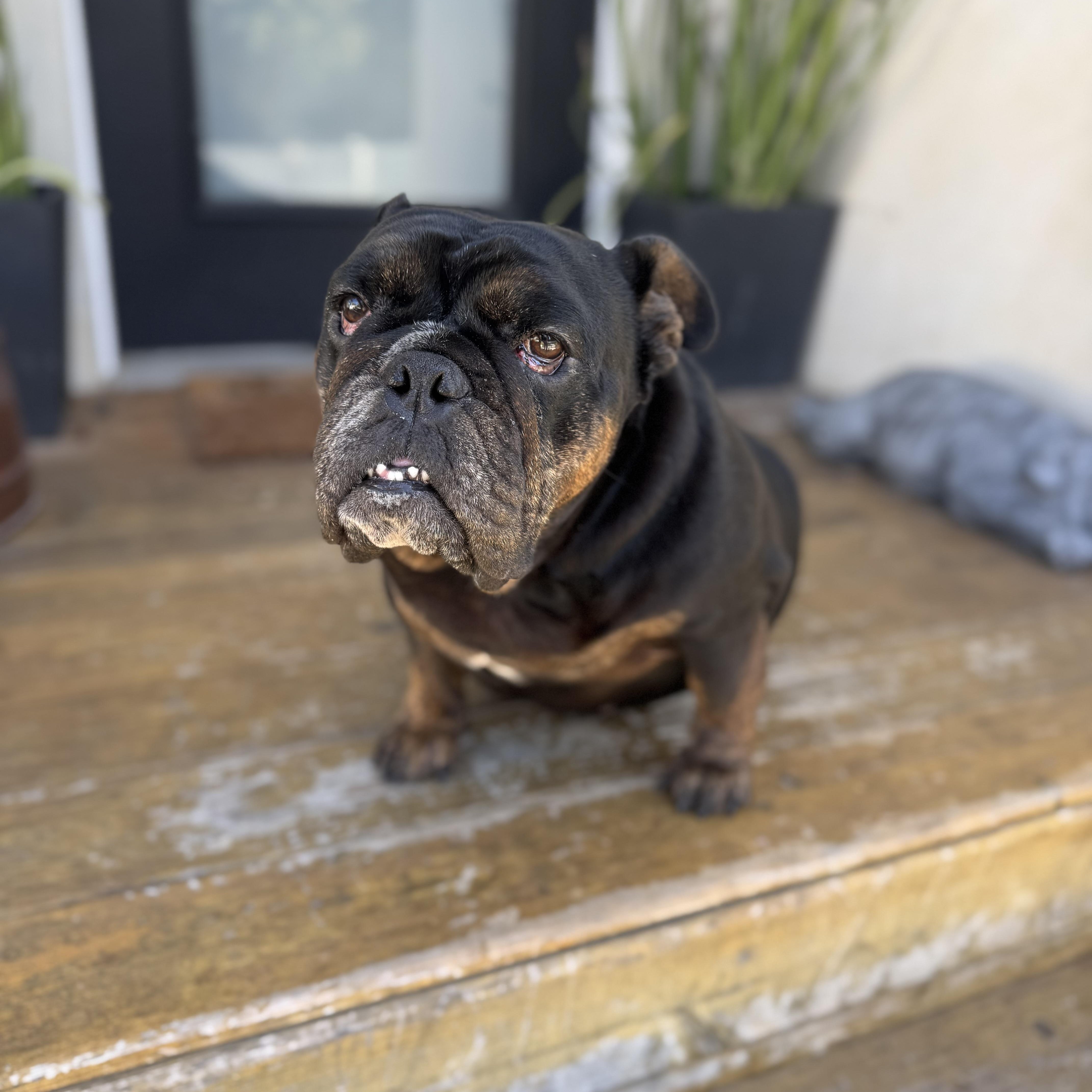 Mochi the Meatball, a Adoptable English Bulldog in Torrance, CA image 2/6