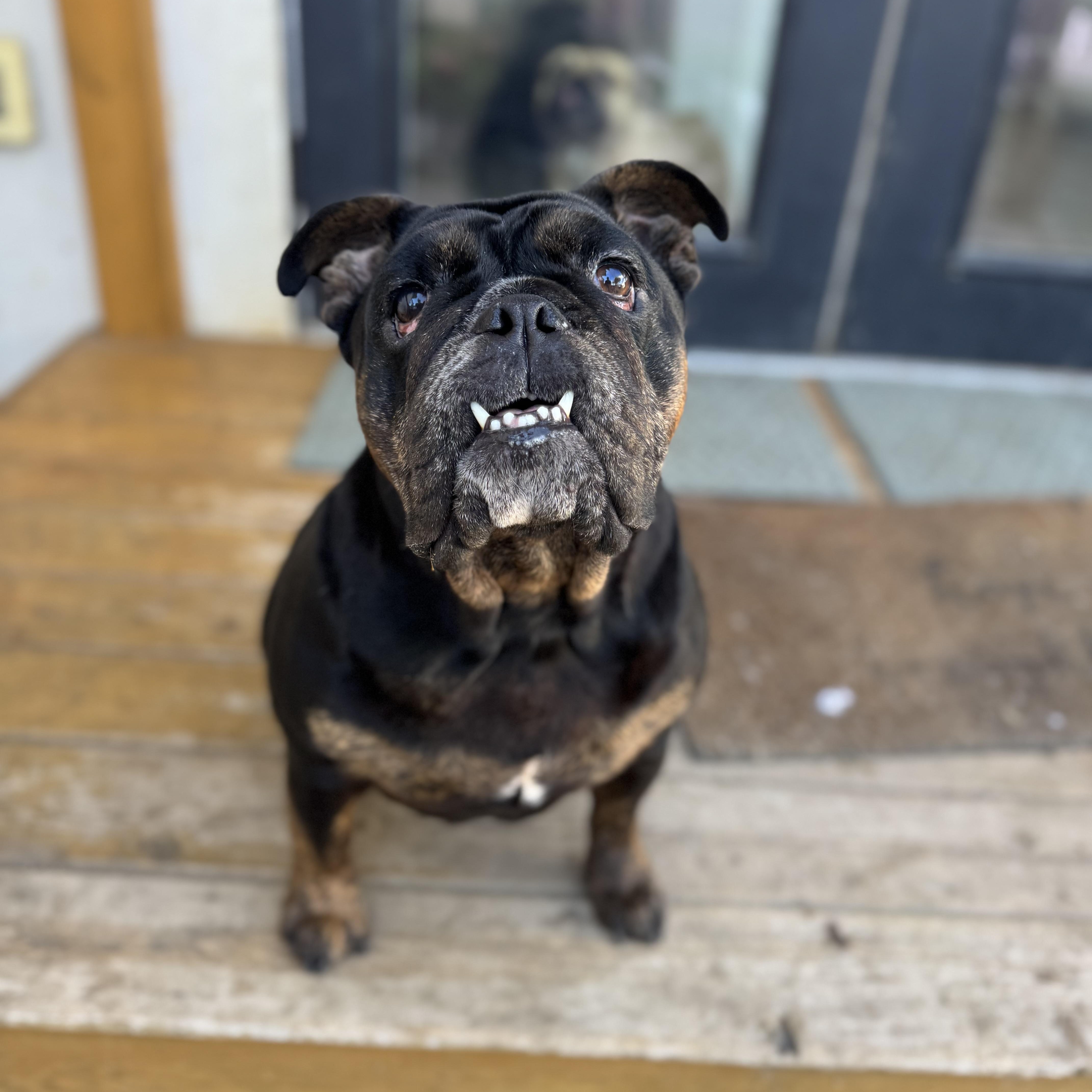 Mochi the Meatball, a Adoptable English Bulldog in Torrance, CA image 3/6