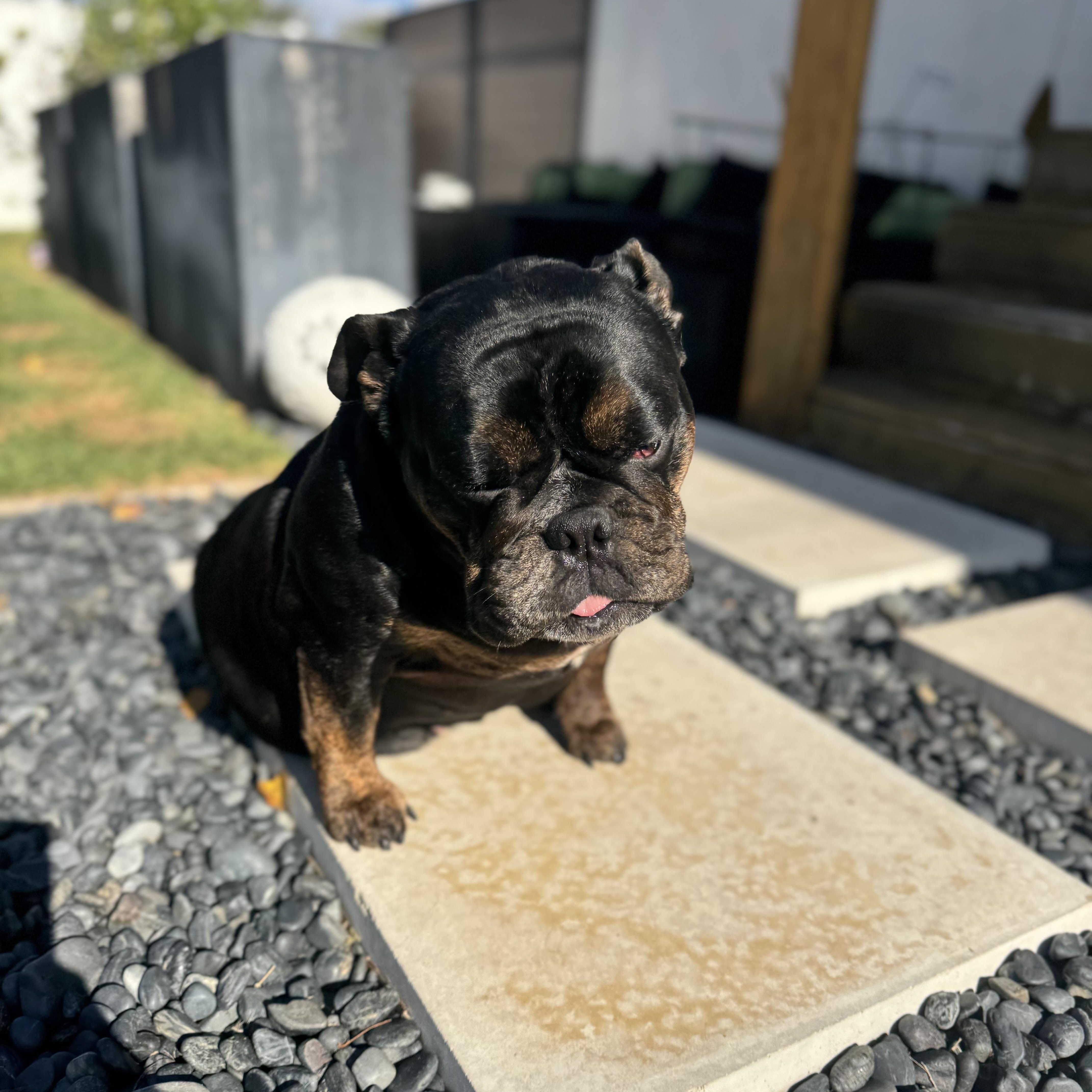 Mochi the Meatball — thumbnail 4