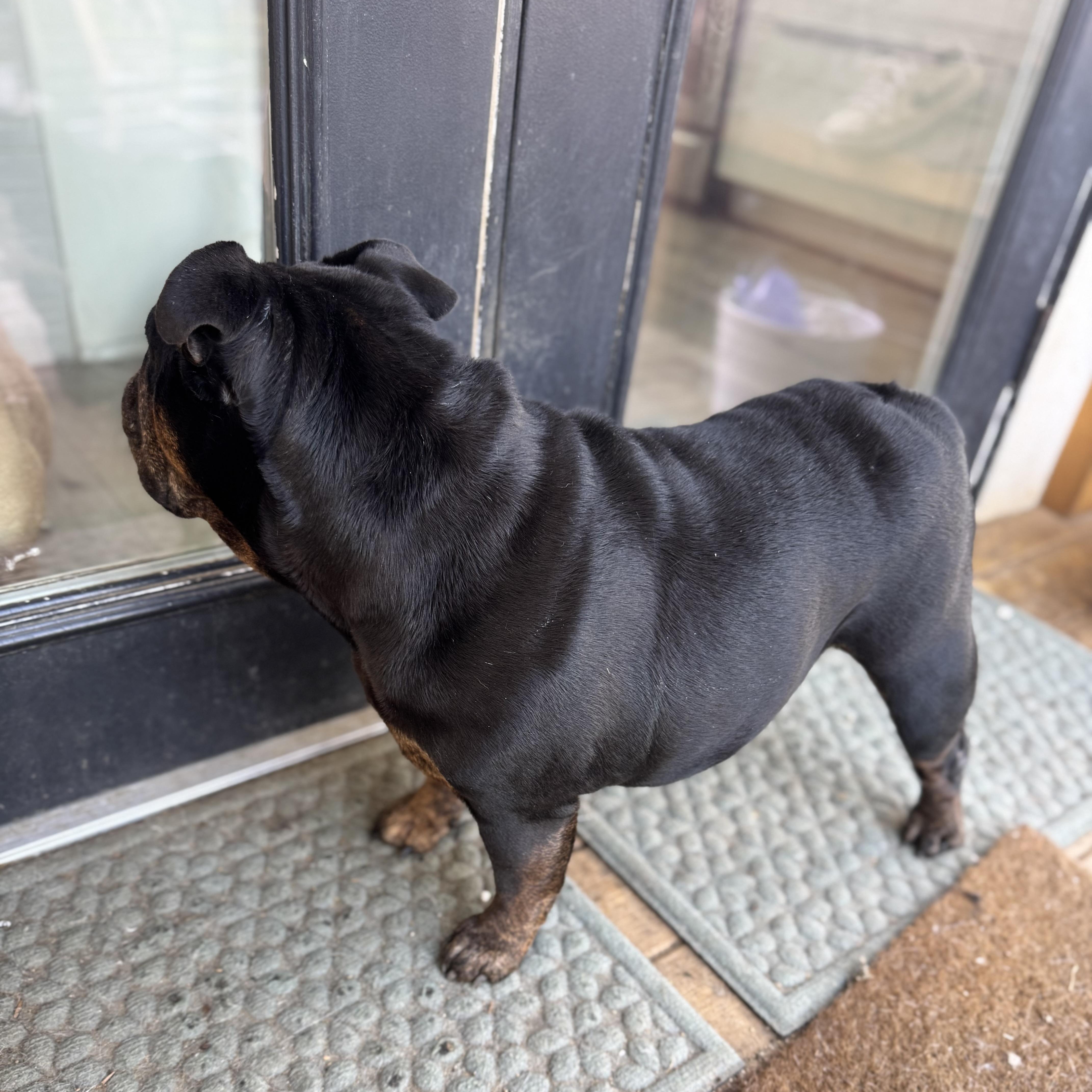 Mochi the Meatball — thumbnail 5