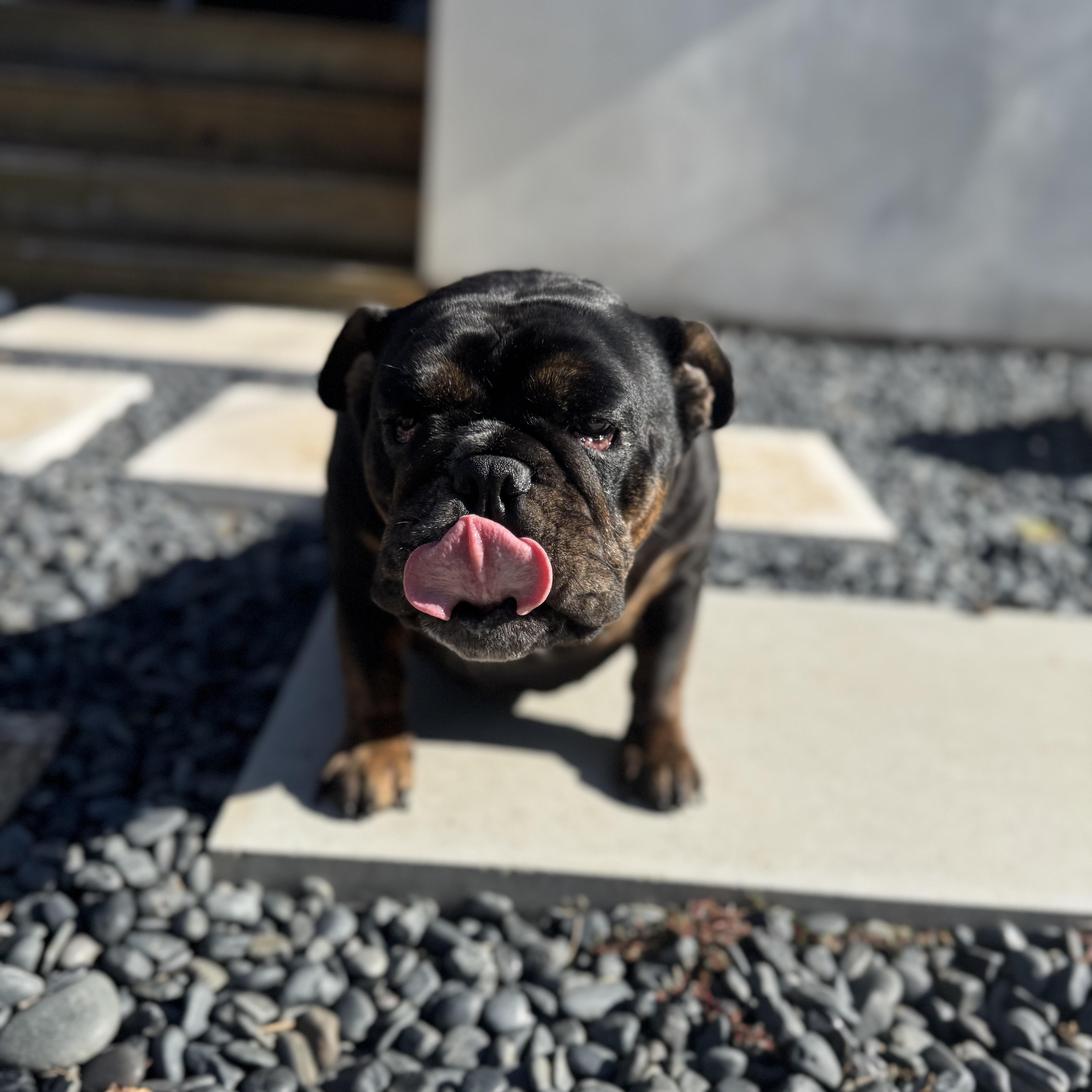 Mochi the Meatball, a Adoptable English Bulldog in Torrance, CA image 6/6