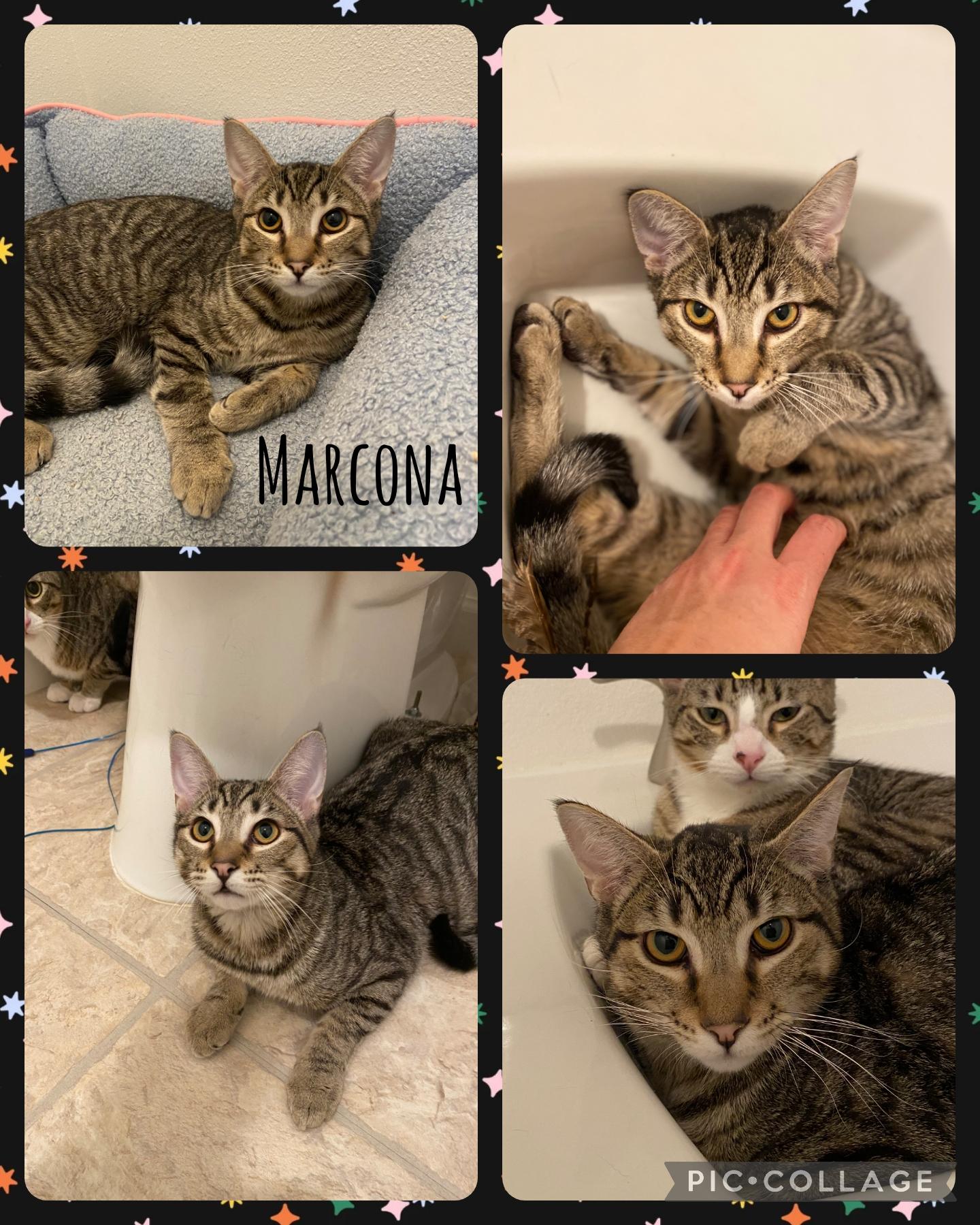 Marcona, Young Female Domestic Short Hair