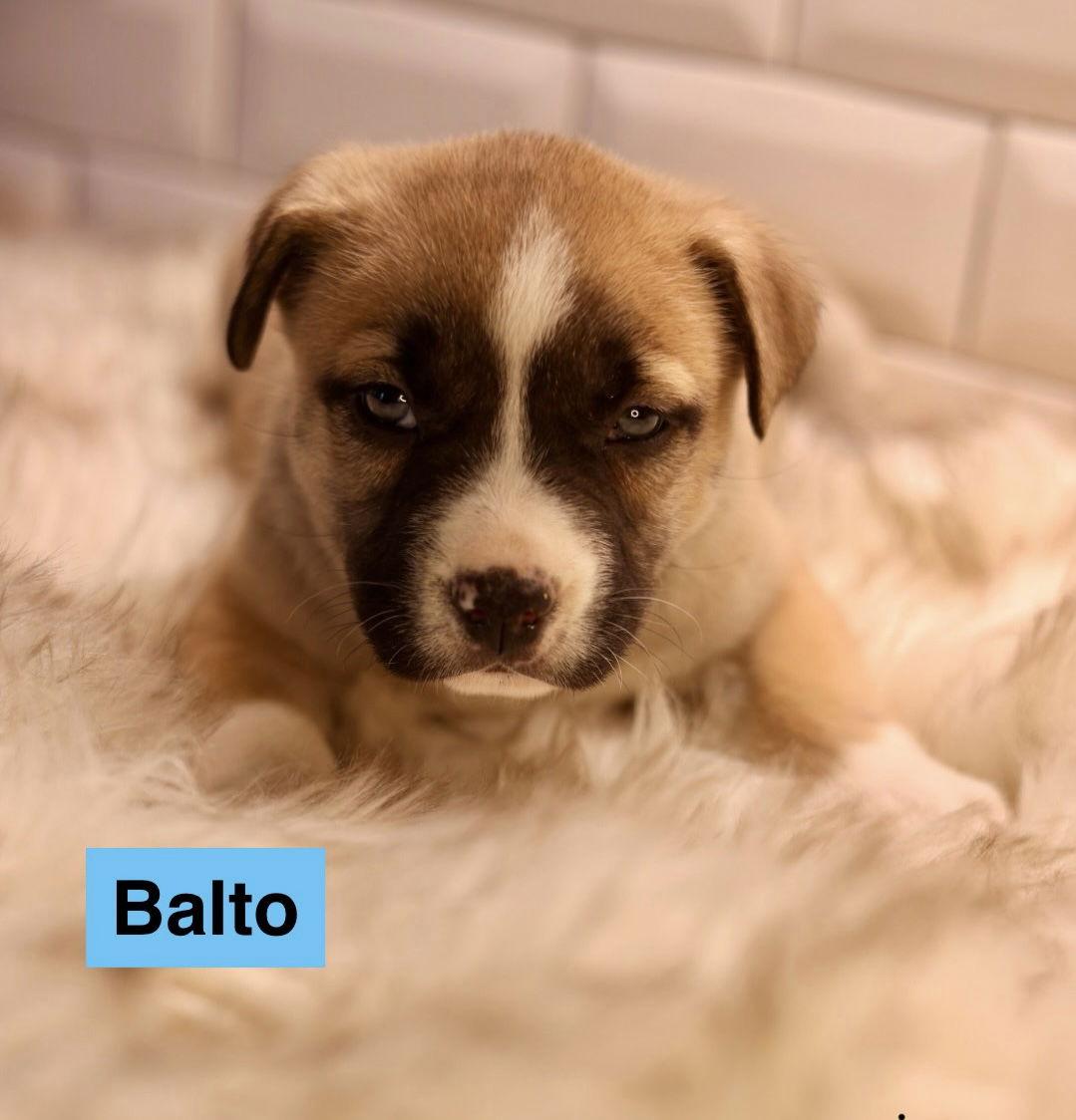 Enlarge Balto, a Adoptable American Bulldog in Duluth, MN image 1/3