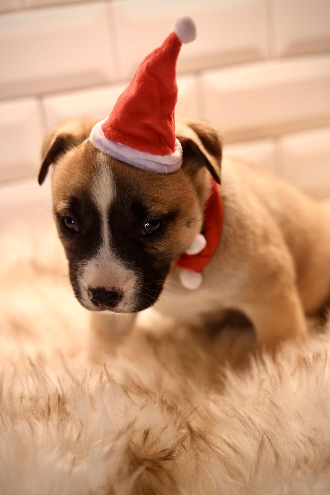 Enlarge Balto, a Adoptable American Bulldog in Duluth, MN image 2/3