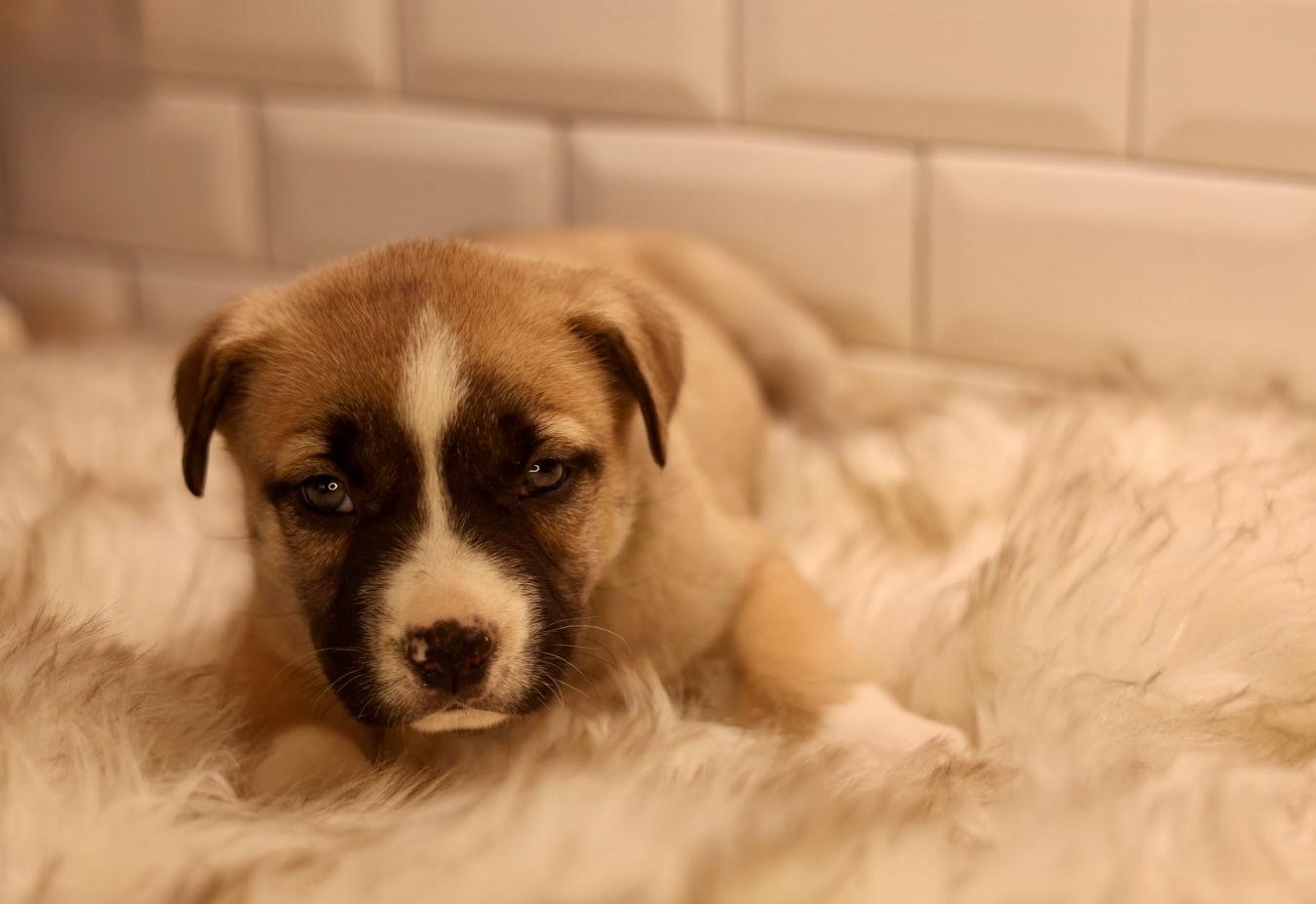 Enlarge Balto, a Adoptable American Bulldog in Duluth, MN image 3/3