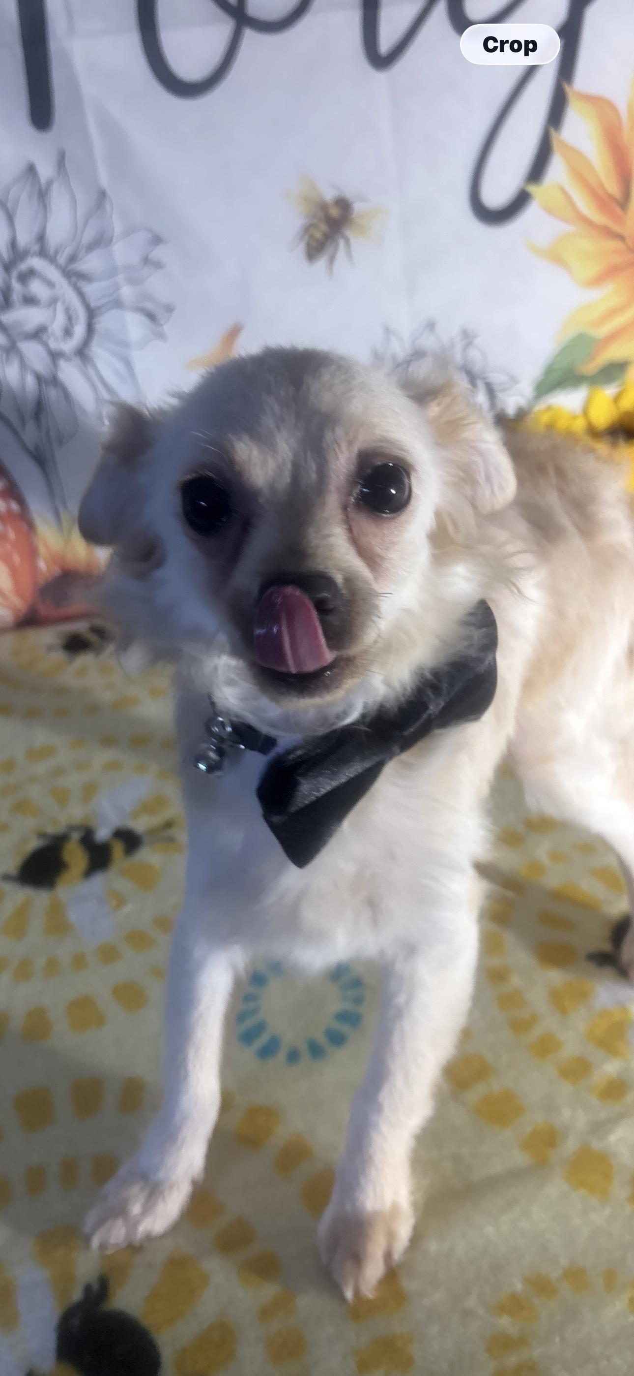 River, a ADOPTABLE mixed breed in Cottonwood, CA image 5/5