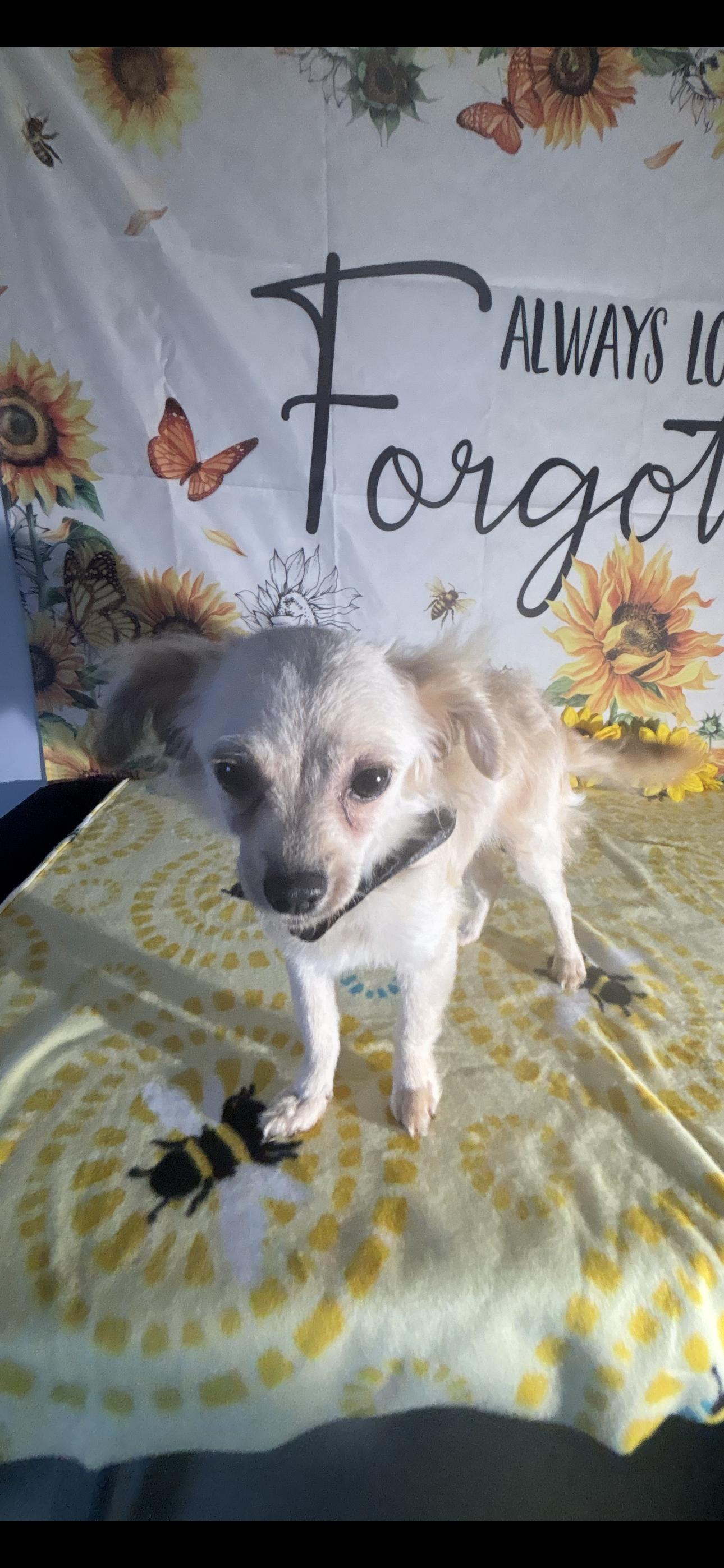 River, a ADOPTABLE mixed breed in Cottonwood, CA image 3/5