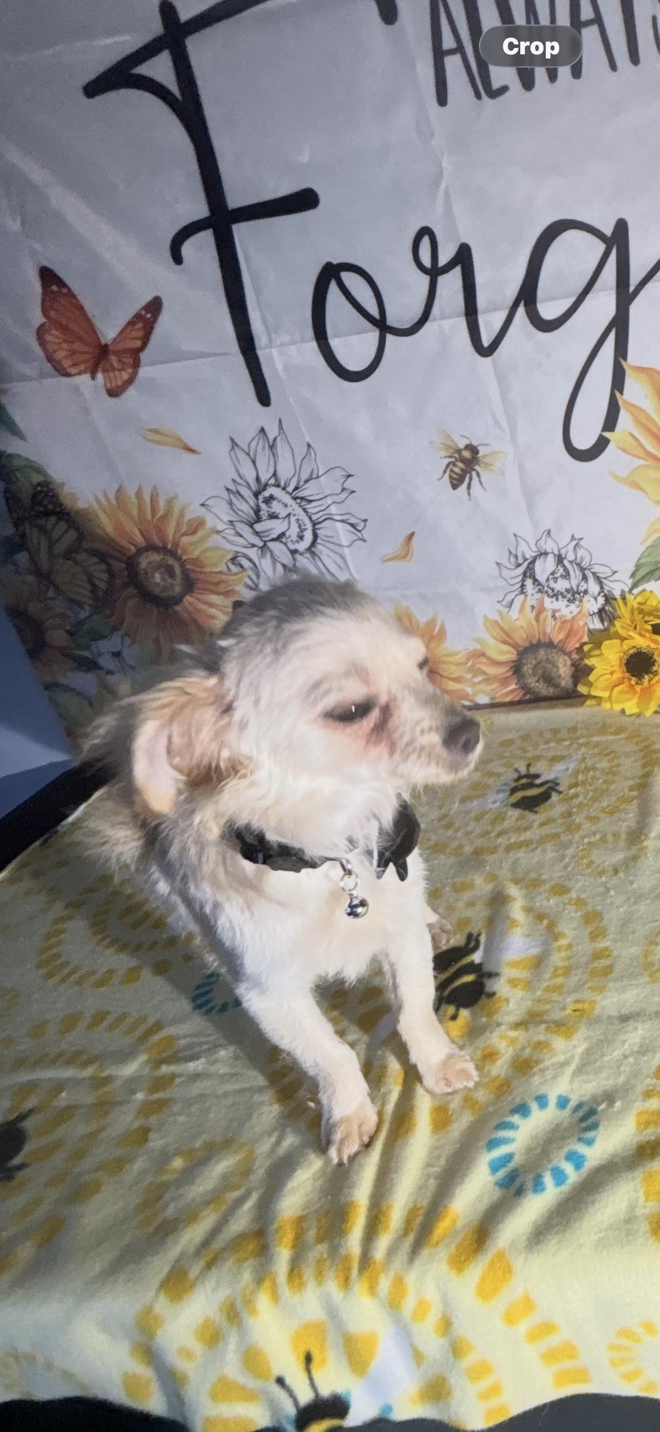 River, a ADOPTABLE mixed breed in Cottonwood, CA image 4/5