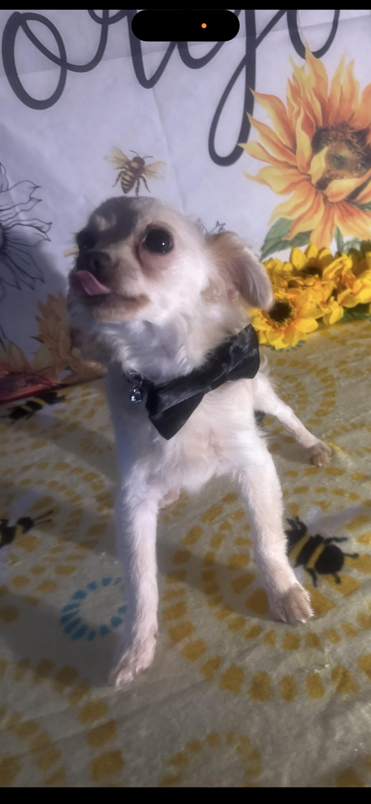 River, ADOPTABLE, Puppy Male Pomeranian & Chihuahua.