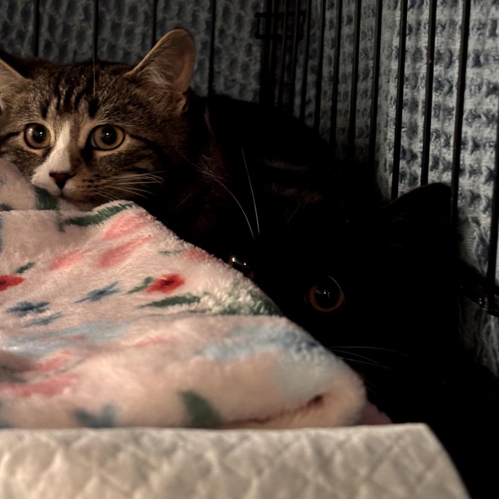 Enlarge Trigger, a Adoptable Domestic Short Hair in Hudson, NY image 1/1