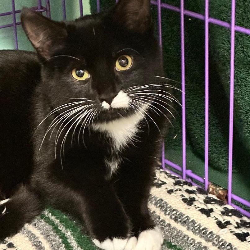 Trigger, Adoptable, Kitten Male Domestic Short Hair.