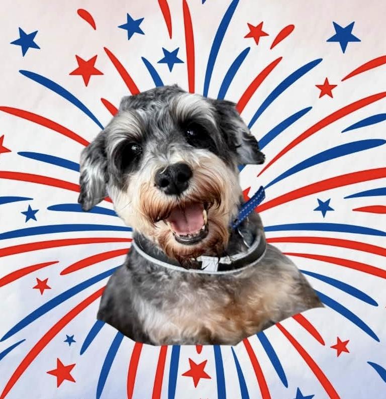 Adele, ADOPTABLE, Adult Female Miniature Schnauzer.