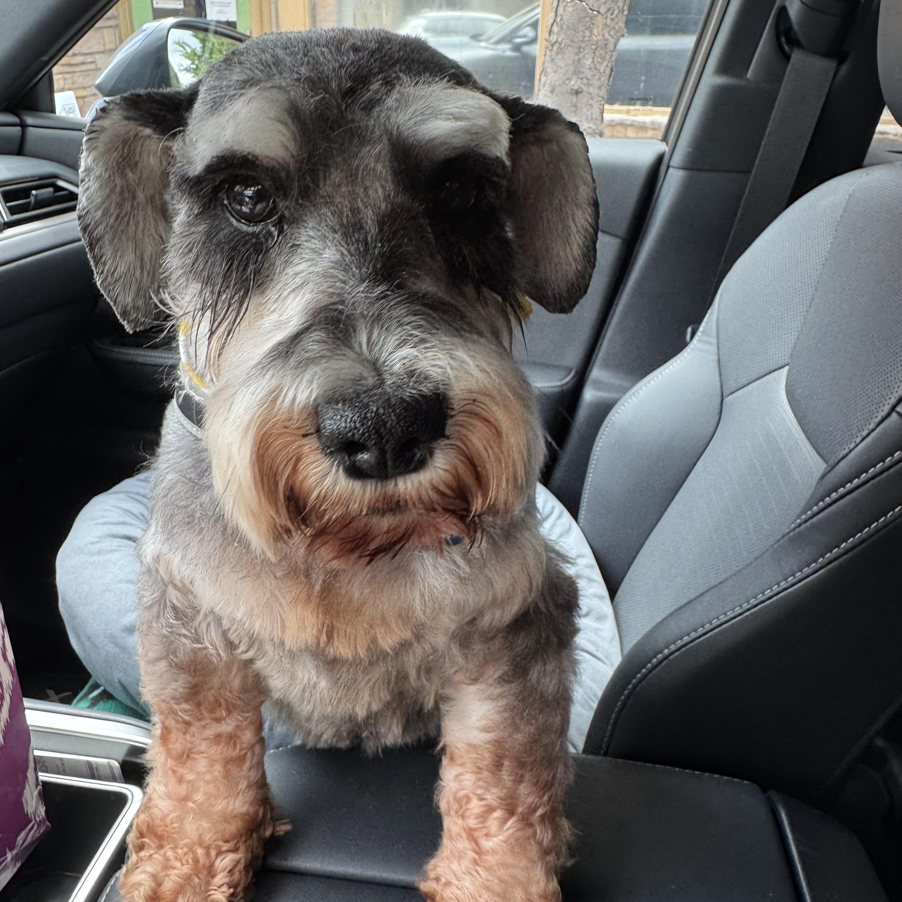 Enlarge Adele, a ADOPTABLE Miniature Schnauzer in Chesapeake , VA image 4/6