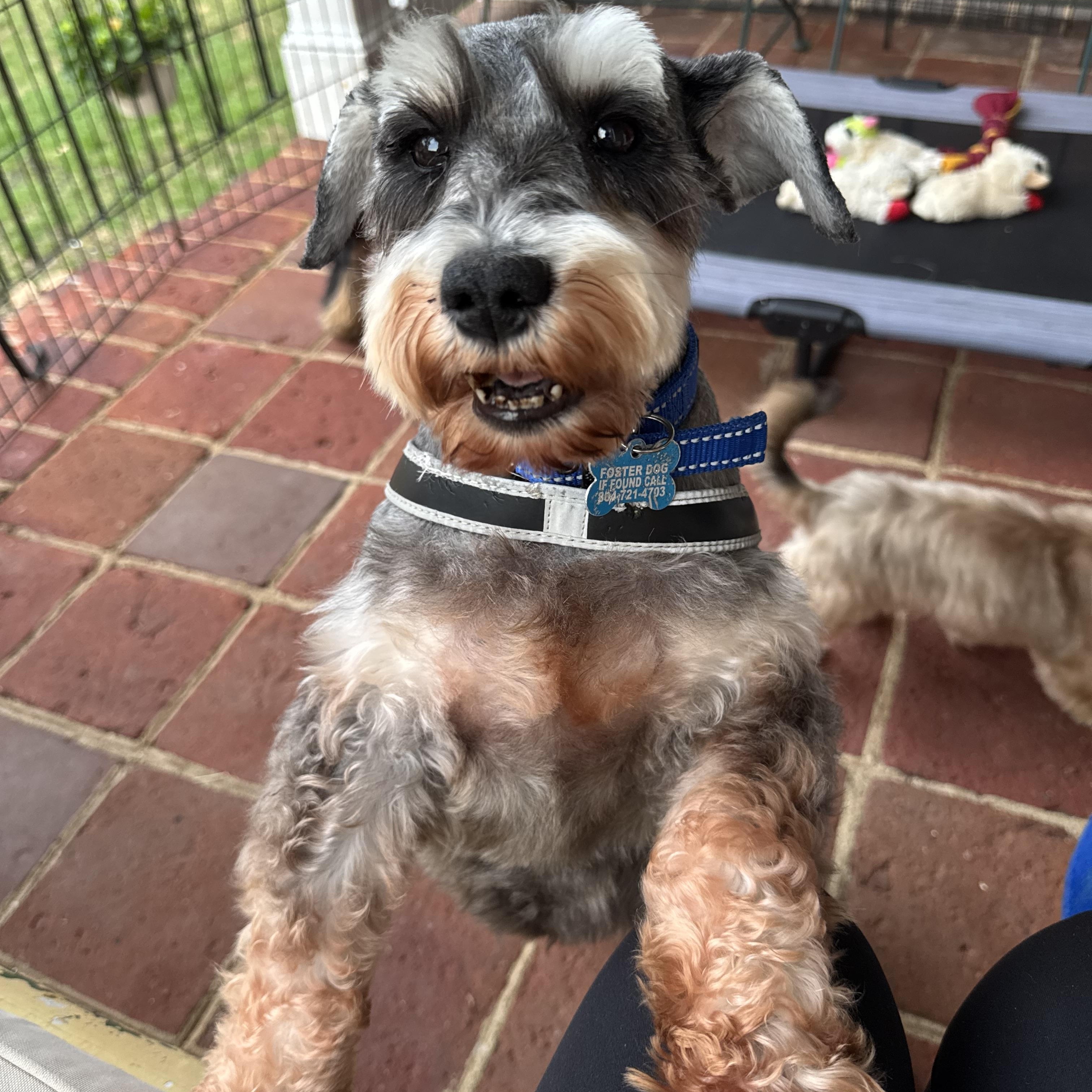 Enlarge Adele, a ADOPTABLE Miniature Schnauzer in Chesapeake , VA image 5/6
