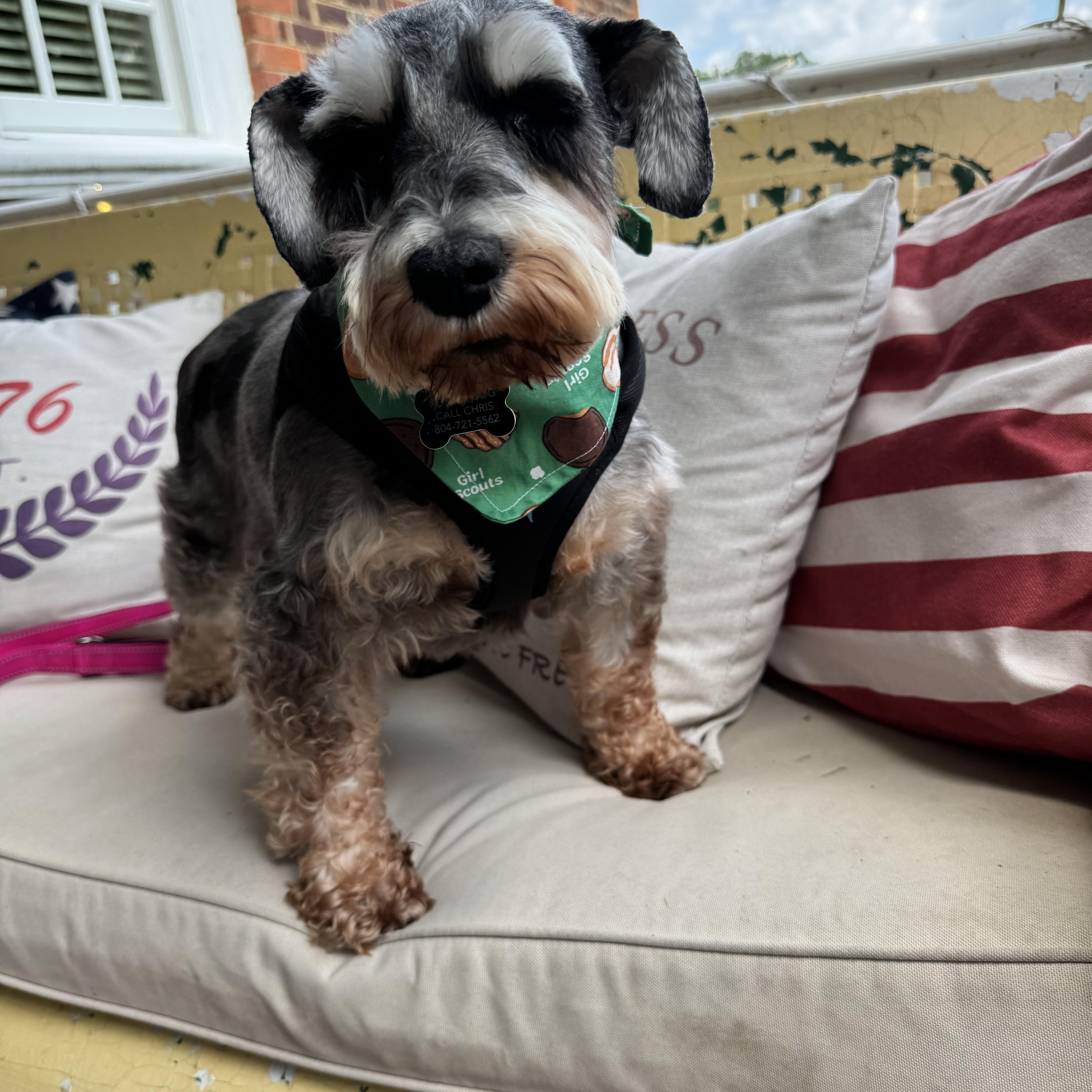 Enlarge Adele, a ADOPTABLE Miniature Schnauzer in Chesapeake , VA image 3/6