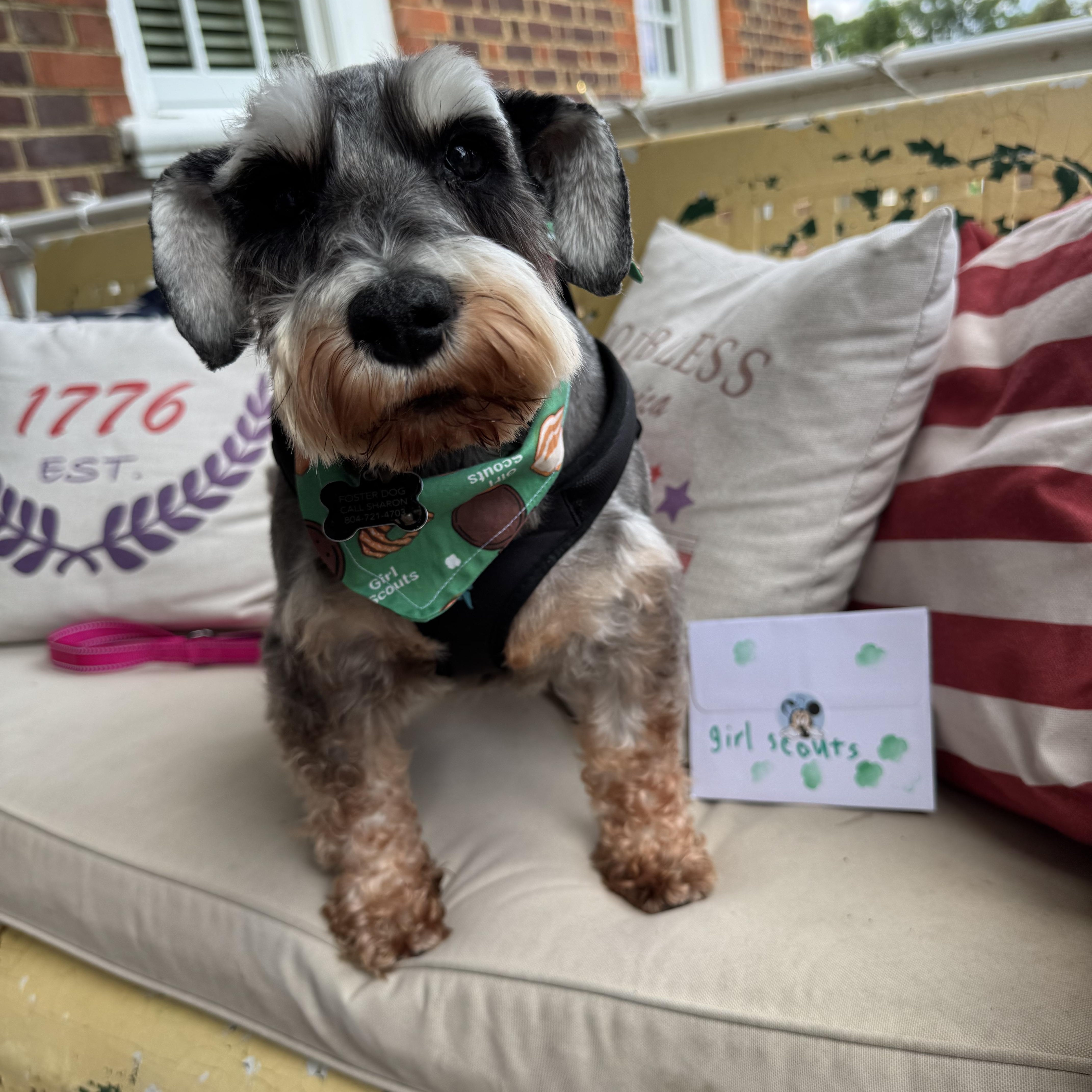 Adele, ADOPTABLE, Adult Female Miniature Schnauzer.
