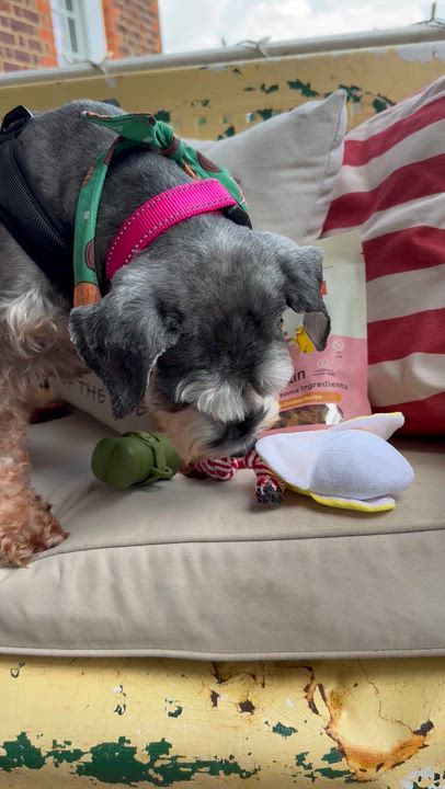 Enlarge Adele, a ADOPTABLE Miniature Schnauzer in Chesapeake , VA video 2/6