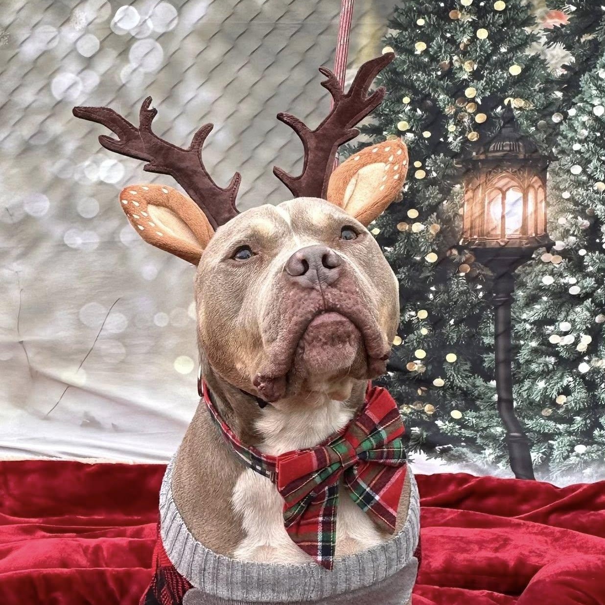 Enlarge Froggy, a Adoptable mixed breed in Bridgewater, NJ image 1/2