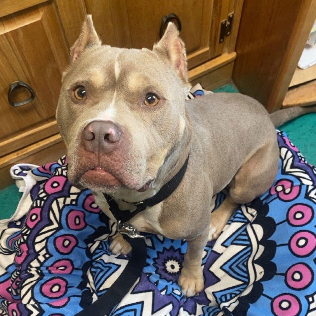 Enlarge Froggy, a Adoptable mixed breed in Bridgewater, NJ image 2/2